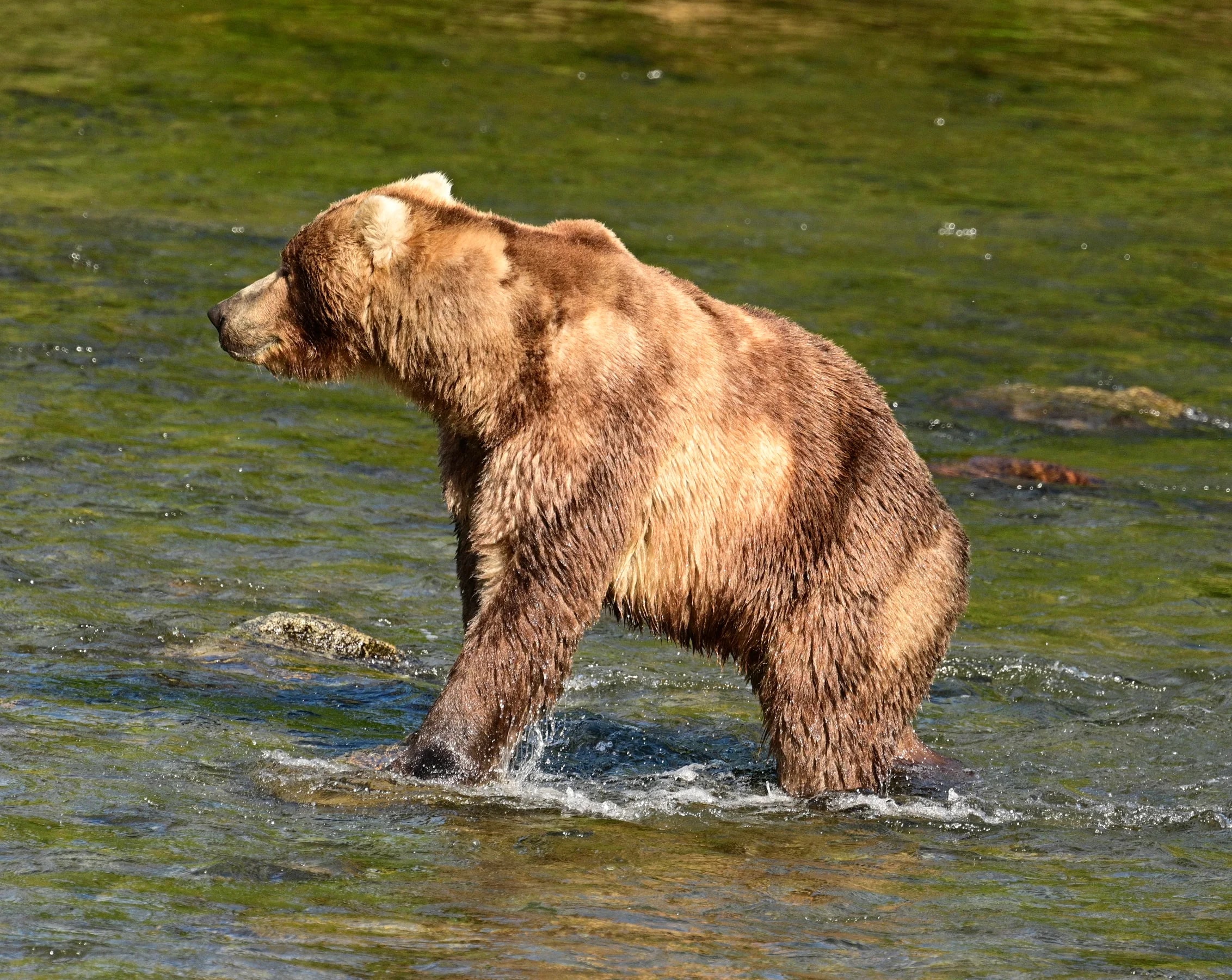 Bear 89 Backpack standing in river water in early summer 2026, identified by the National Park Service.