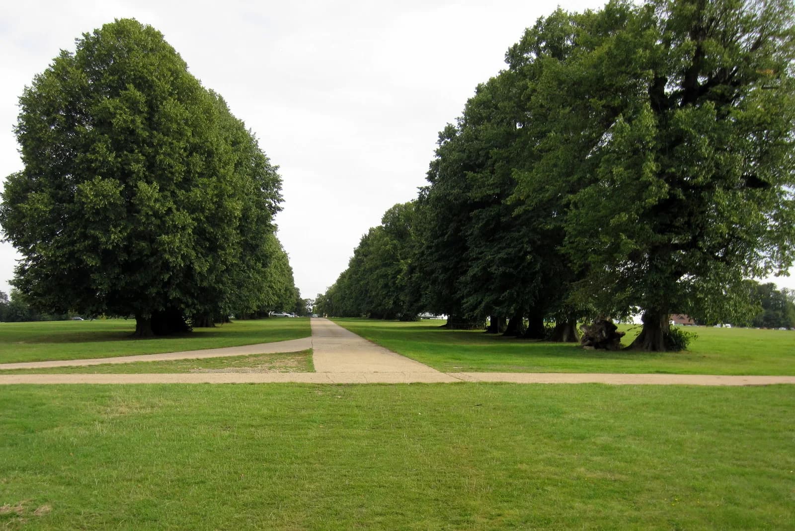 Tree-lined drive in Knebworth Park in September 2012, a location view rather than a concert photograph