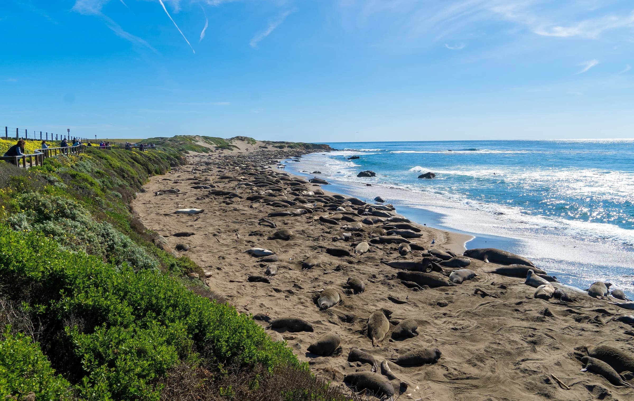 Northern elephant seals at Piedras Blancas
