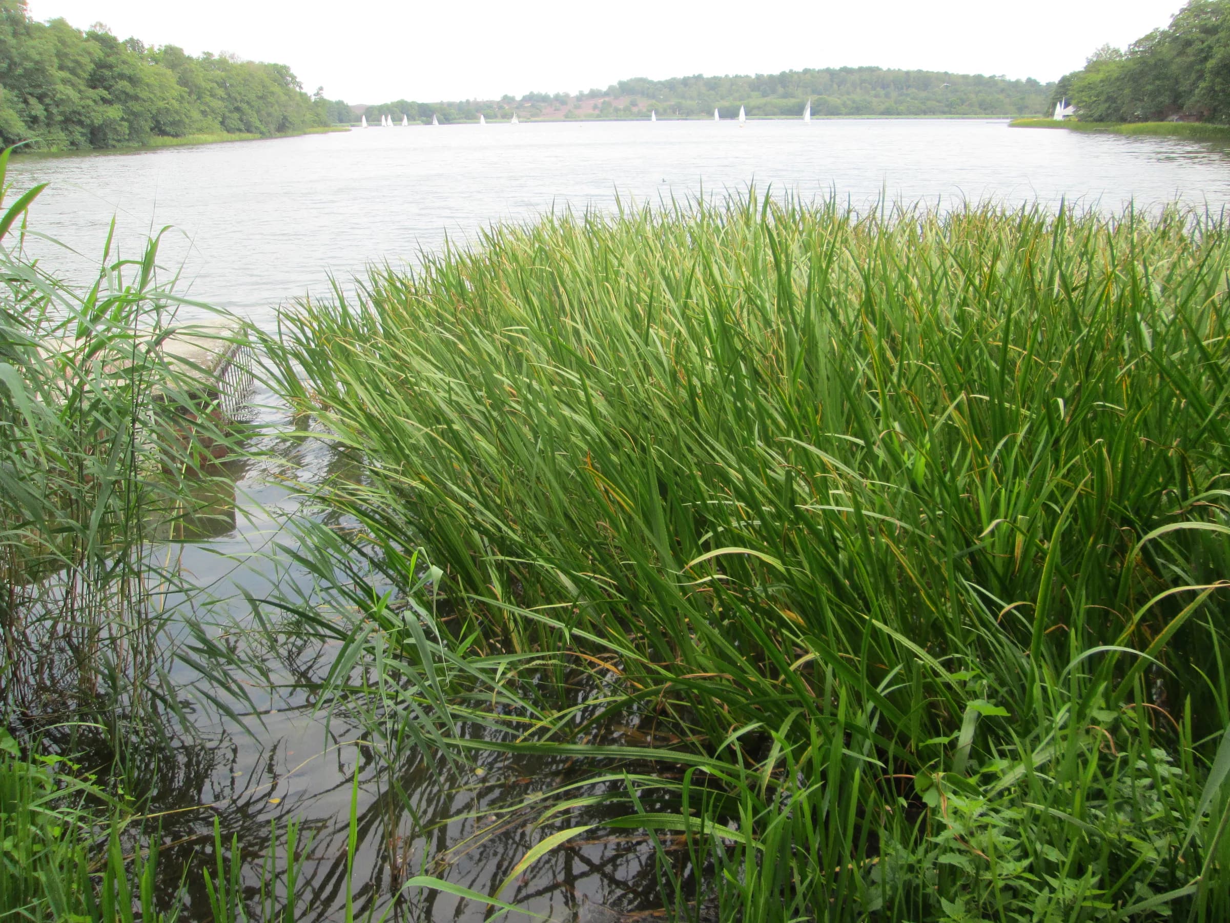 Frensham Great Pond, 2019; a later landscape photograph, not a film still.