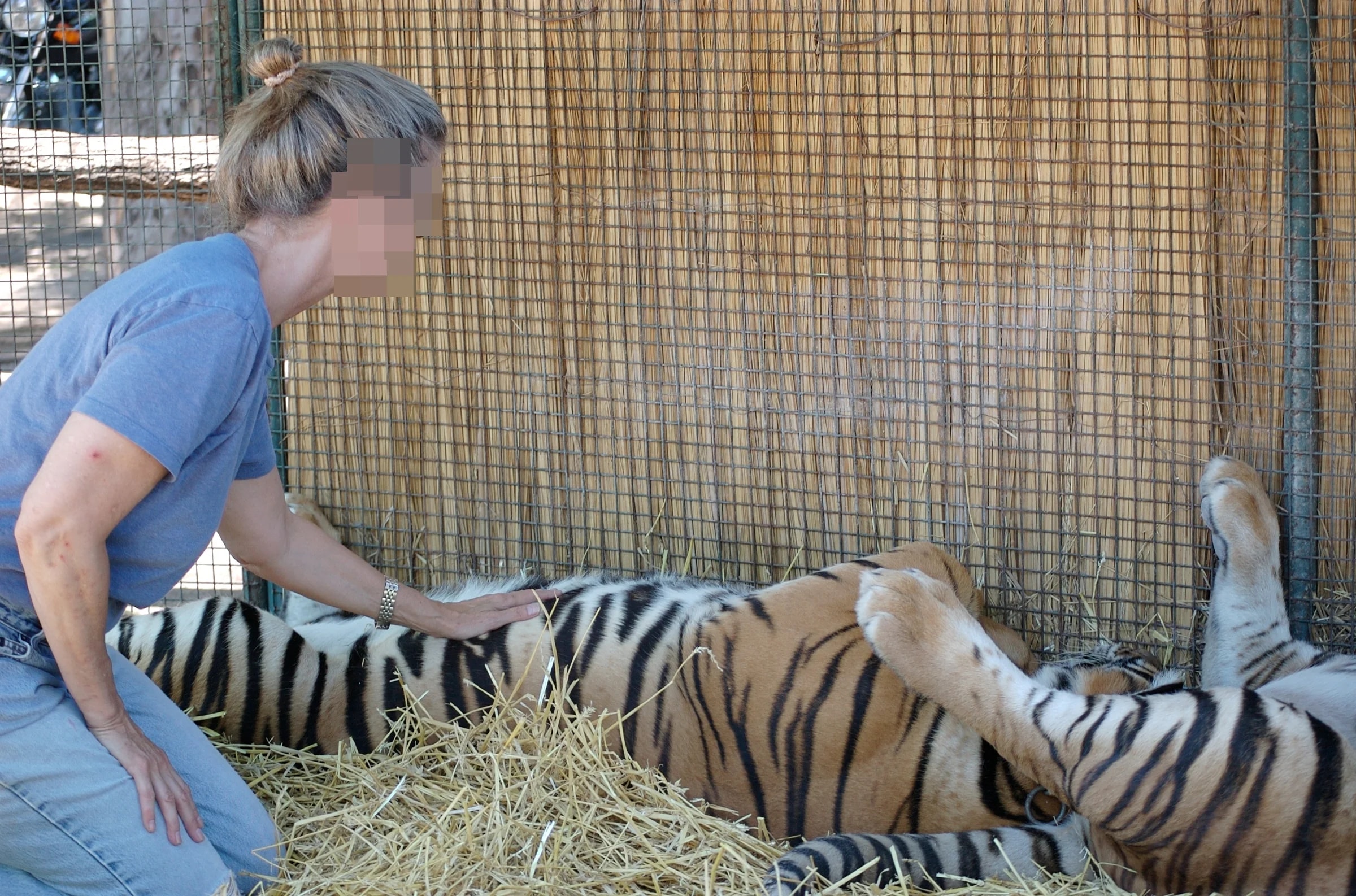 Historical photograph of visitors touching tigers at Zoo Luján in 2008; not the 2026 rescue.