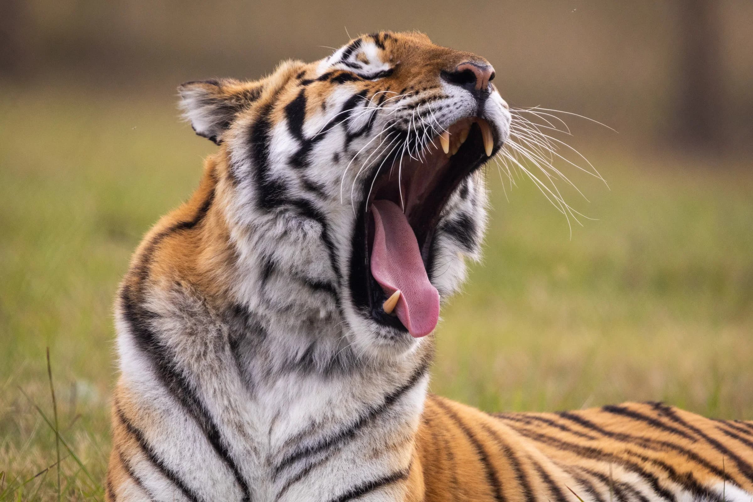 Tigress Jade at LIONSROCK in April 2026; an earlier resident from South Africa, not a Luján rescue.