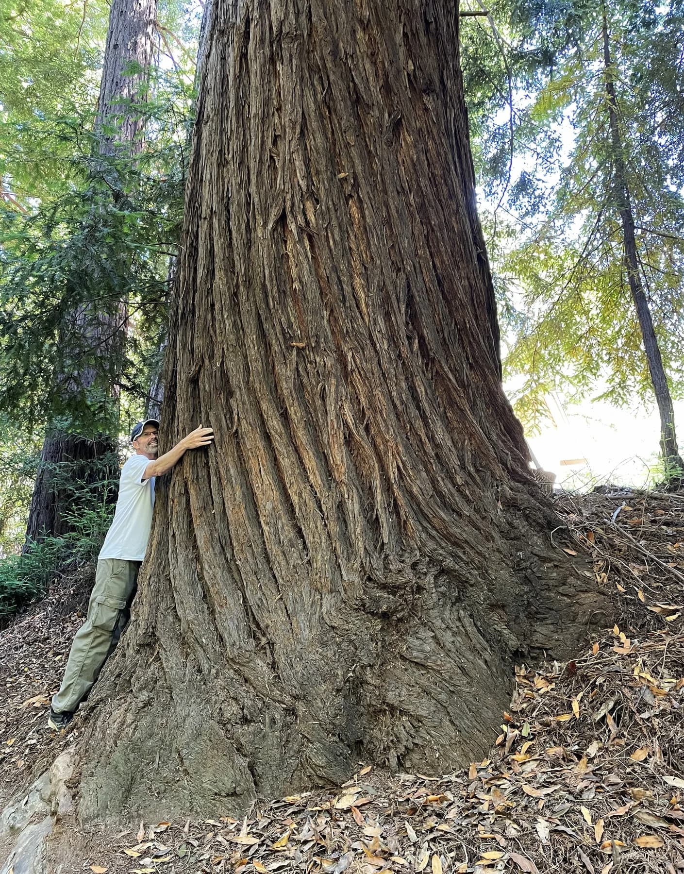 Coast redwood in Pfeiffer Big Sur State Park