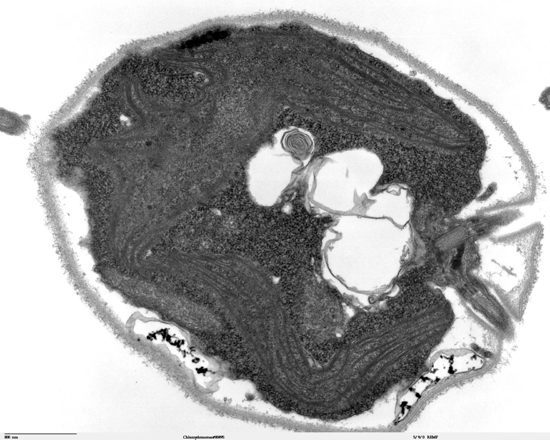 Transmission electron microscope image of the green alga Chlamydomonas reinhardtii.