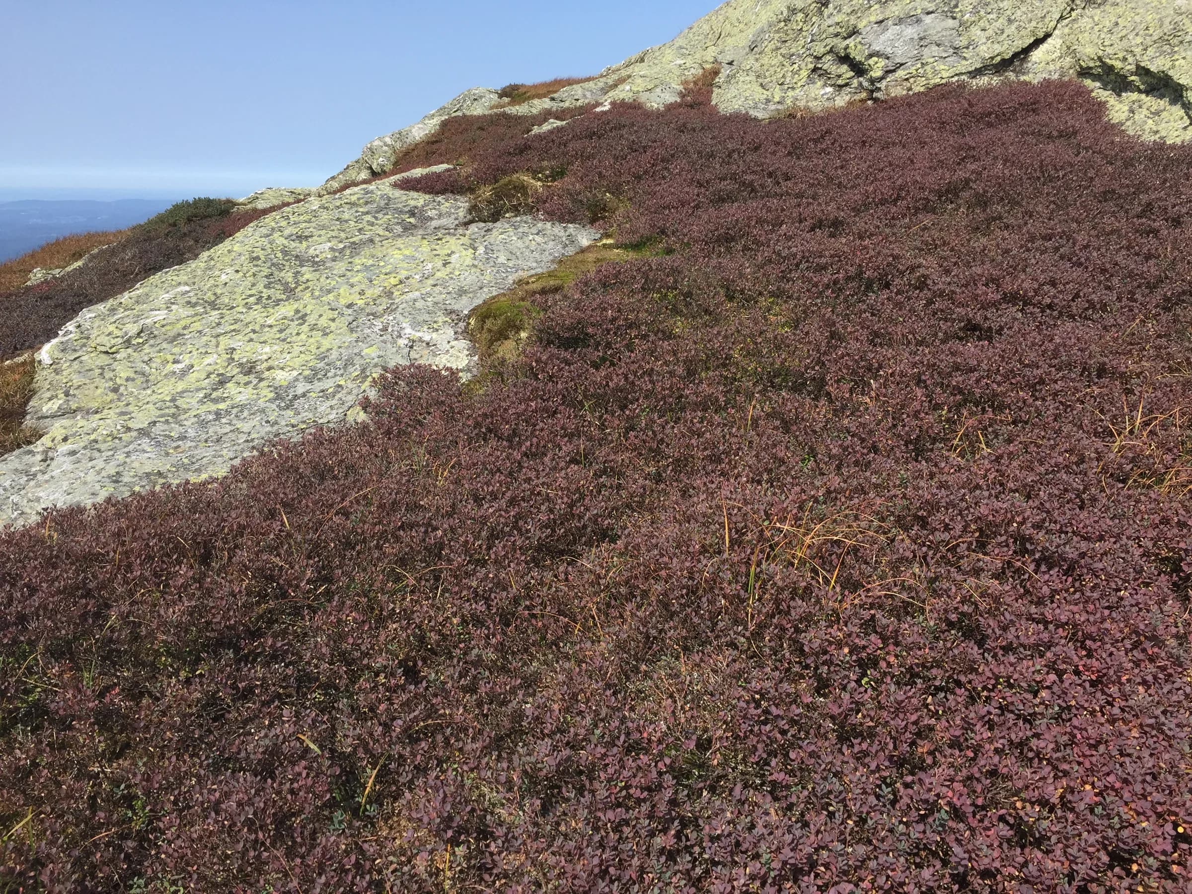 Autumn vegetation along the Long Trail on Mount Mansfield in Vermont