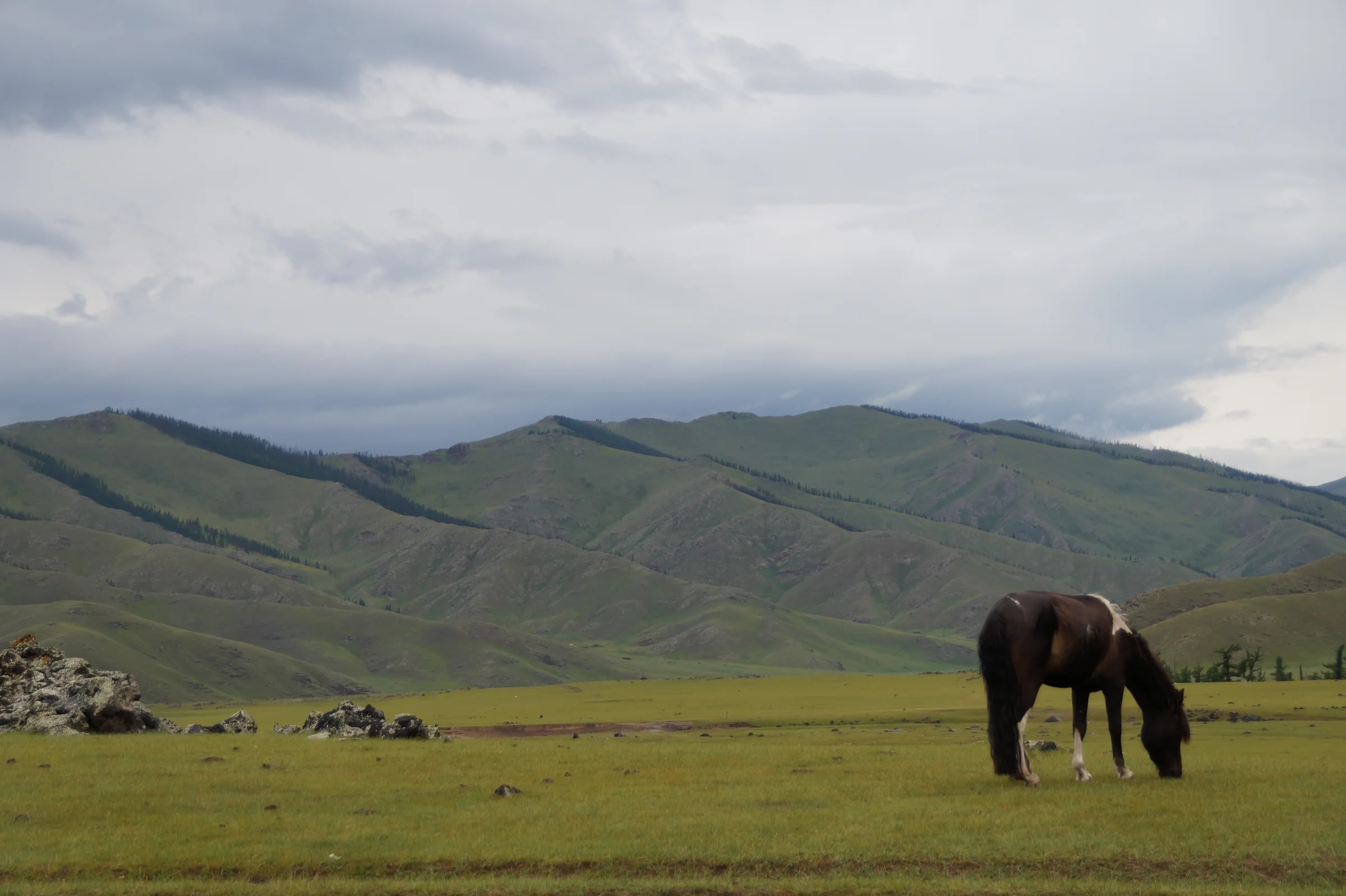 Mongolia - Horse