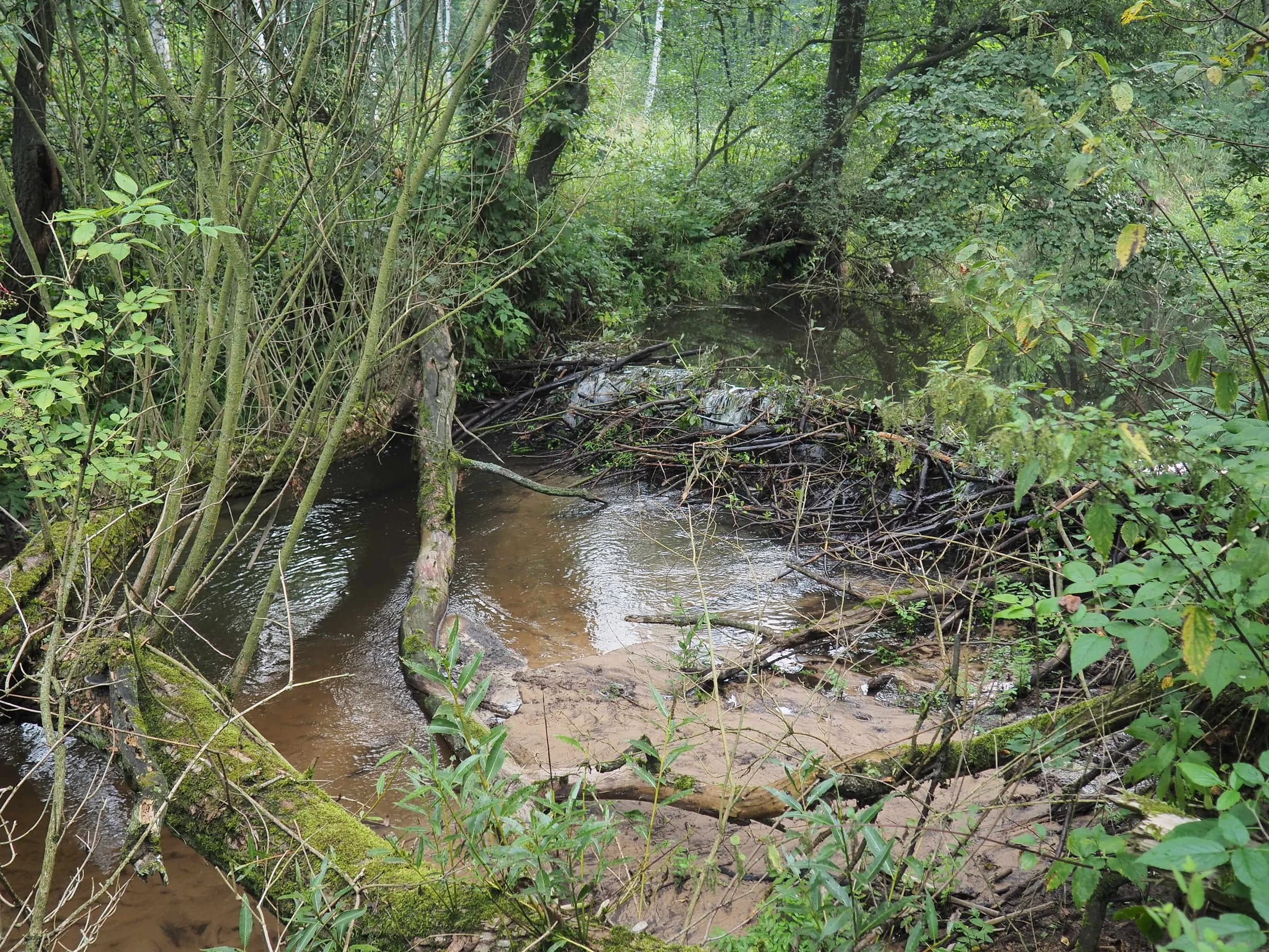 Błędów